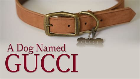 a dog named gucci